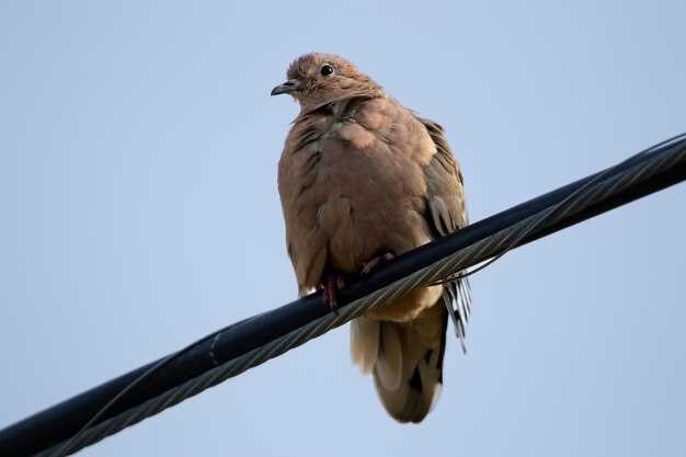 dove on a cable looking down