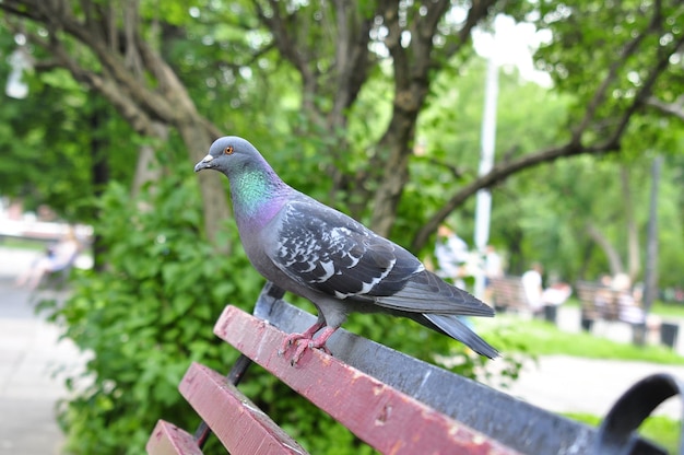 晴れた日に鳩