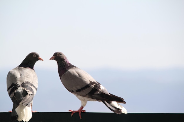 Foto coppia di colombe