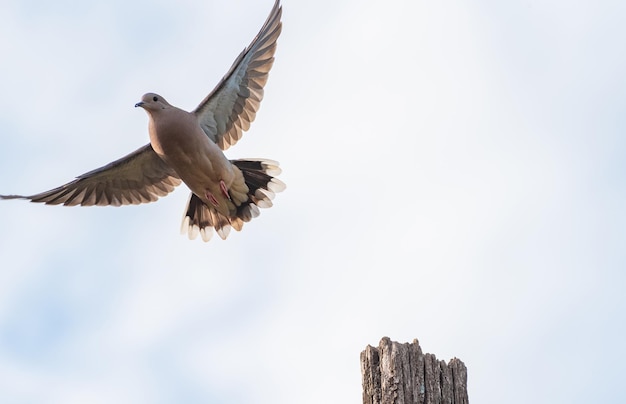 Dove details of a beautiful dove selective focus