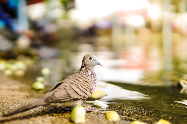 Dove drink water