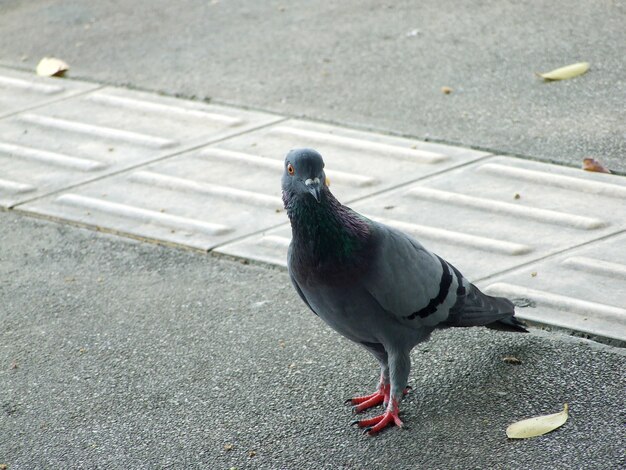 床に鳩