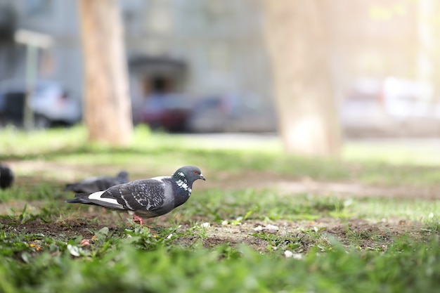 Dove in the grass of the park on a summer morning