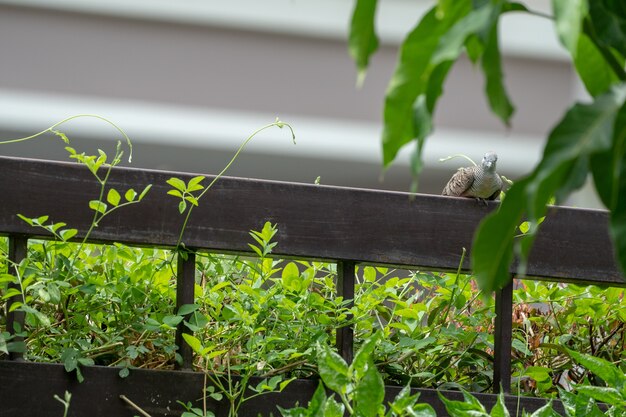 鳩は木と葉が周りにある茶色の鋼鉄柵にぶら下がっています。