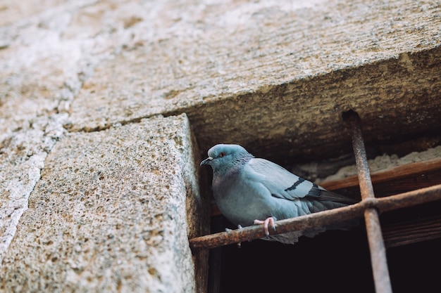 鳩がワイヤーにぶら下がっています