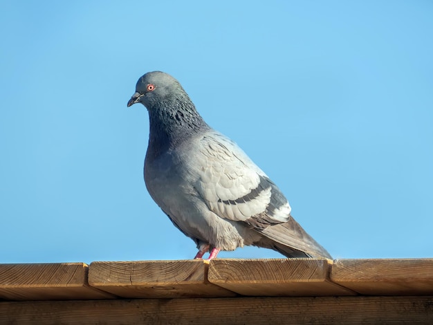 Фото Голубь сидит на деревянной крыше на фоне голубого неба
