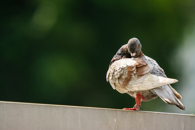 写真 屋根の上の鳩