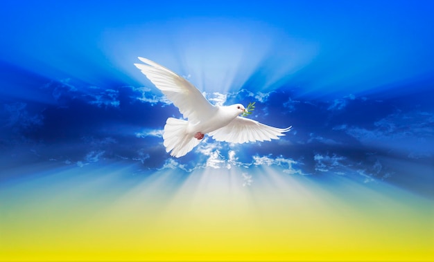 Dove of peace on the colors of the flag of Ukraine