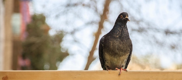 Dove pigeon standing on wooden surface Copyspace banner blurred background close up view