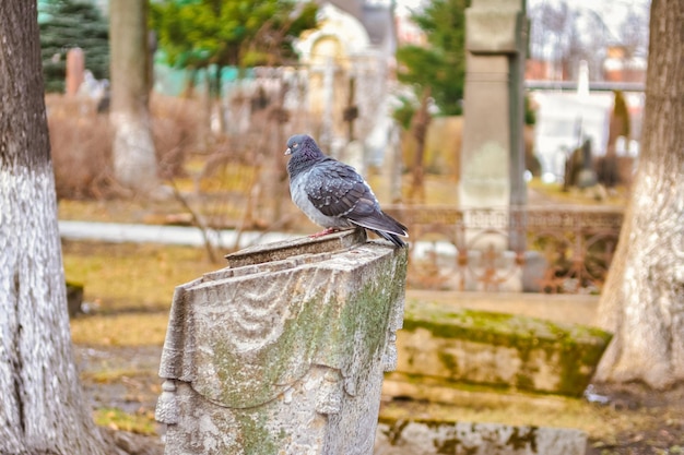 Foto colomba siede sulla lapide, colomba nel cimitero, colomba su pietra