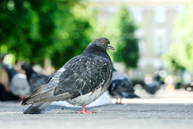 Dove sitting on handrail in city park