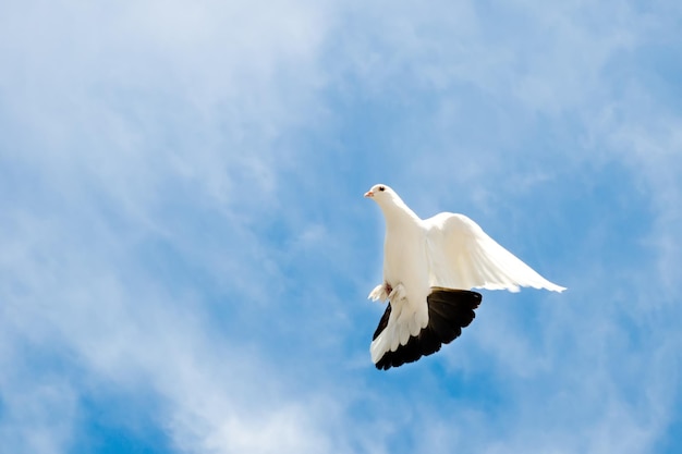 Dove in the sky