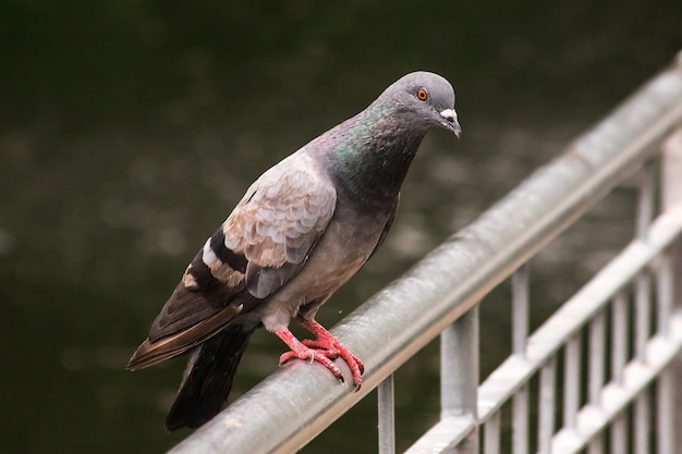 Dove standing on the fence , pigeon is a bird that is dove standing on the fence , pigeon is a bird that is related to humans from the past to the present