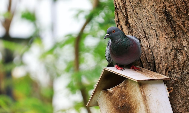 公園の木に鳩