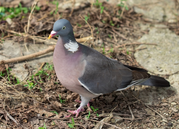 Dove walking on green grass in the park. Pigeon bird on green grass in park