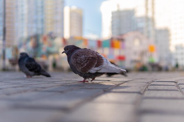 夏の敷石の公園で野生の灰色と白のハト 建物の周りにはたくさんの鳥がいます