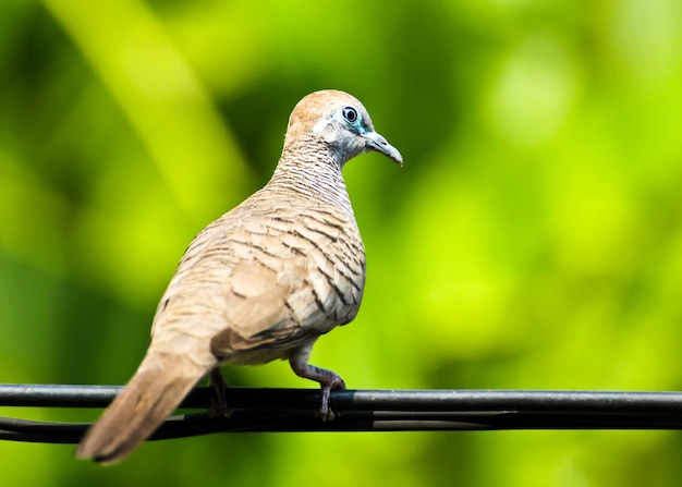 ワイヤーに鳩