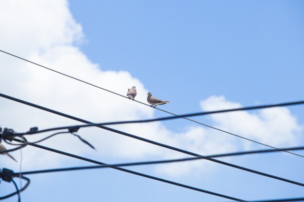 電線と青空の背景に鳩