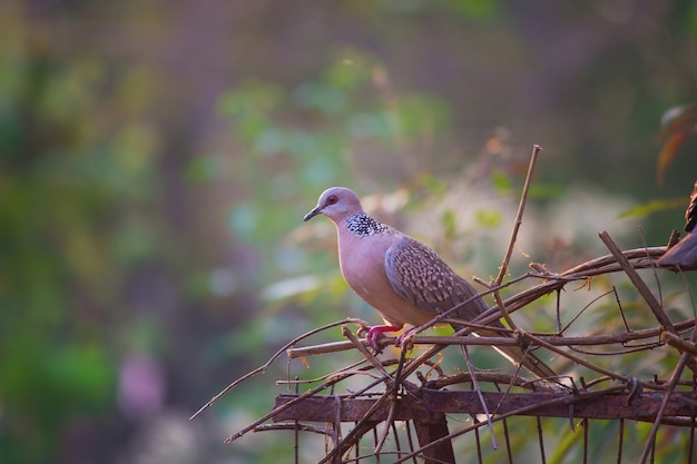 Photo dove