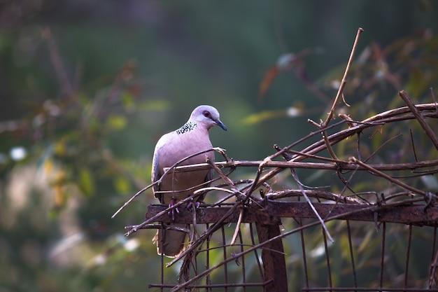 鳩