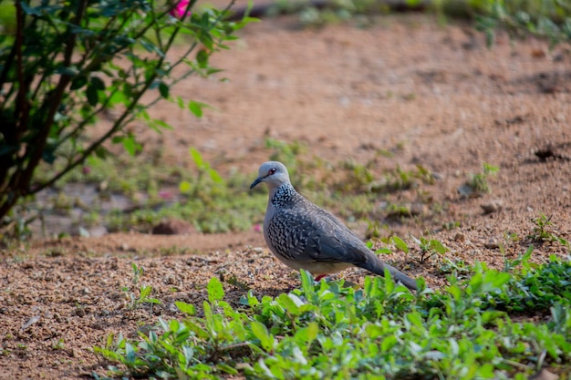 Dove