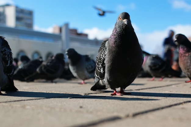 Doves on the background of the city