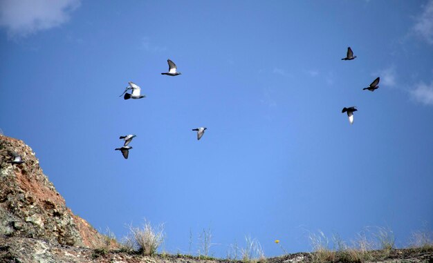 Doves flying in the sky