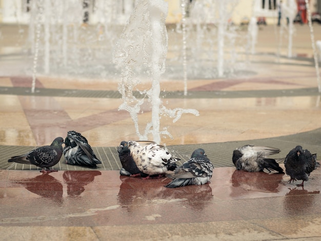 Doves have fun swimming in a city fountain on a hot summer day.