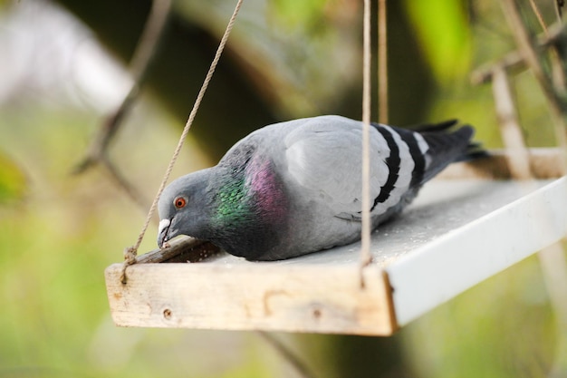 公園の木の鳥の餌箱に座っている鳩鳥はトラフから餌をやります鳥に餌をやる