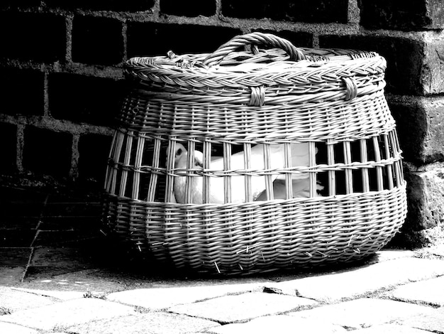 Photo doves in wicker basket against brick wall