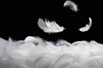 Premium Photo  Solf white feathers falling down in the dark.