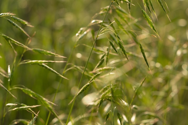 Downy Oatgrass on the field summer steppe grass