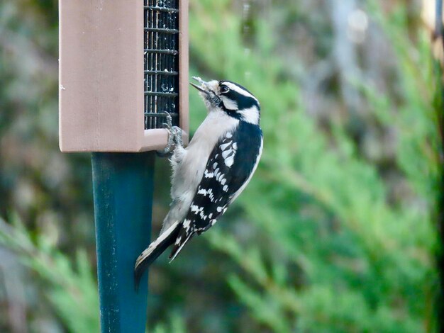 Photo downy woodpecker at the feeder