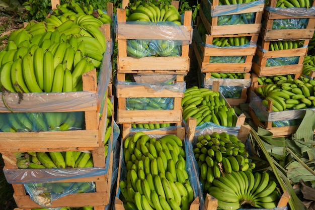 Dozen groene bananen klaar om naar de markt te gaan