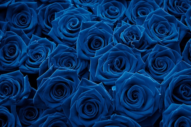 Photo a dozen of velvet red roses close upcolored in blue color