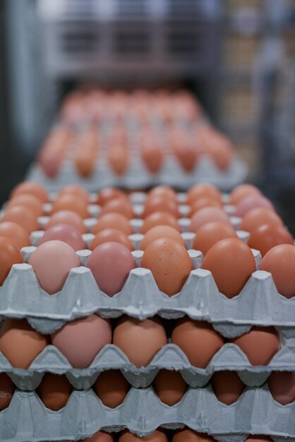 Dozens of dozens of eggs Shot of packed chicken eggs moving out of a machine inside of a factory