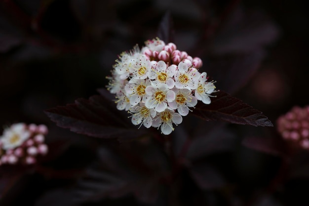 5 월 에 보라색 잎 을 가진 Physocarpus opulifolius 의 수십 개 의  꽃