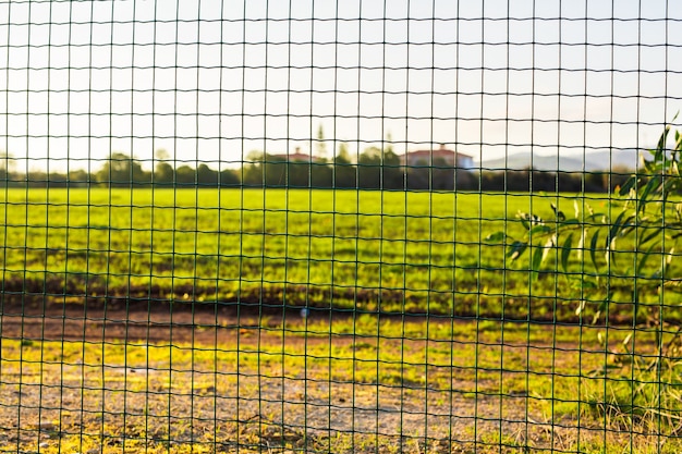 Draadomheining met groen gras op achtergrond. tuin groene kleur raster hek