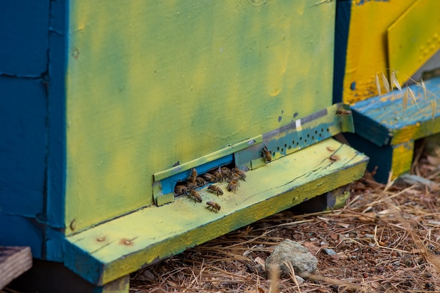 Draagbare bijenkorven tentoongesteld in het bos close-up. bijen voor de ingang van de korf.