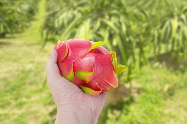 Foto draak fruit in de hand van een boer roodgroene schil fruit er is een wazige draak fruit tuin in de achtergrond