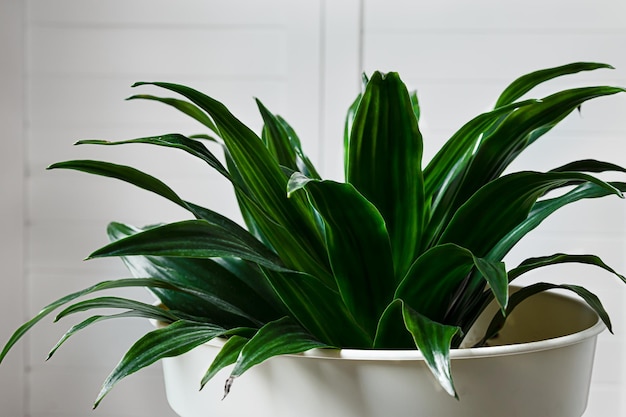 Dracaena compacta young plant in a white flower pot closeup