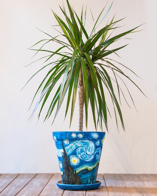 Dracaena draco in the abstract hand painted plant pot