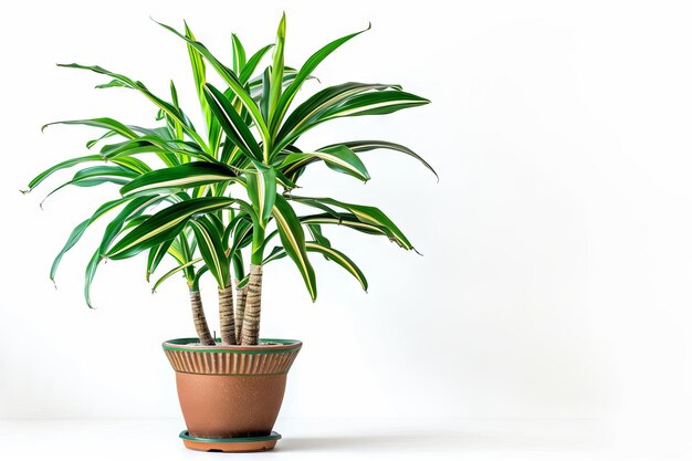 Dracaena in Flowerpot Closeup Dracaena Vand Macro House Plant in Flowerpot