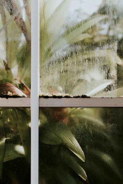 Dracaena fragrans in een kas