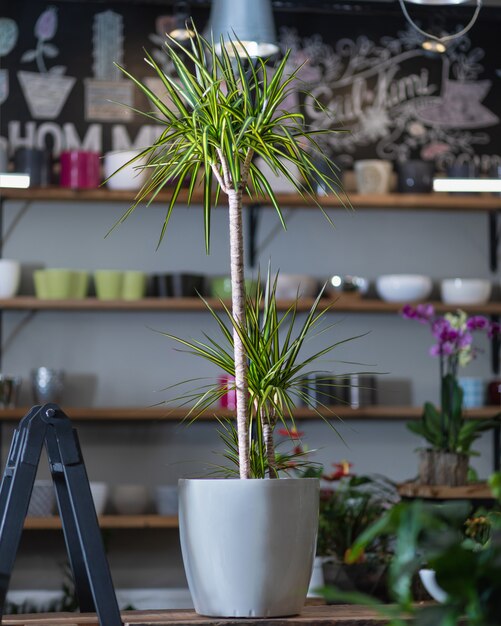 Photo dracaena fragrans plant in silver pot