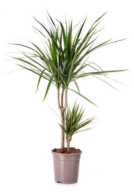 dracaena in de studio