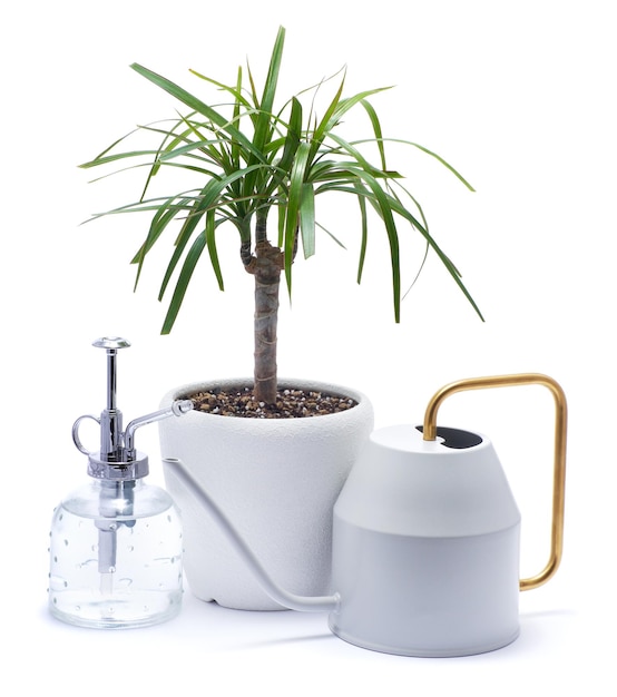 Dracaena kamerplant in een pot geïsoleerd op een witte achtergrond