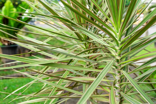 Dracaena marginata Мадагаскарское Драконово дерево или Драцена с красными краями