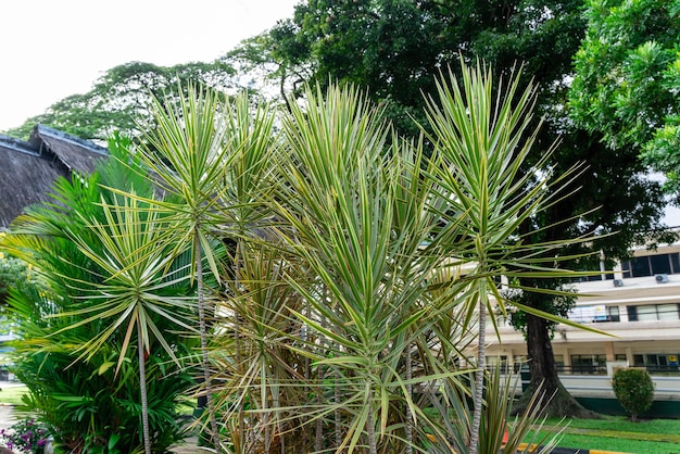 Dracaena marginata Madagascar Dragon Tree 또는 Red Edged Dracaena