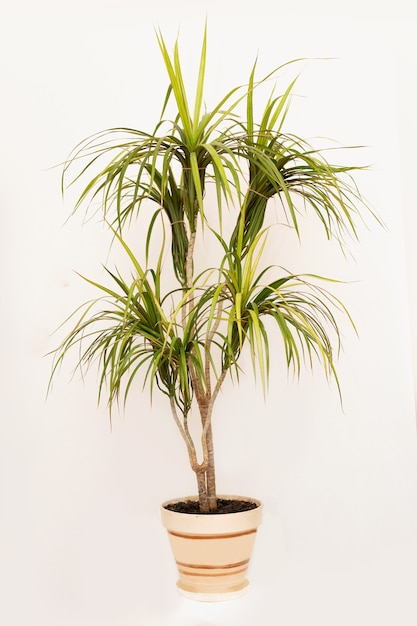 냄비에 dracaena marginata